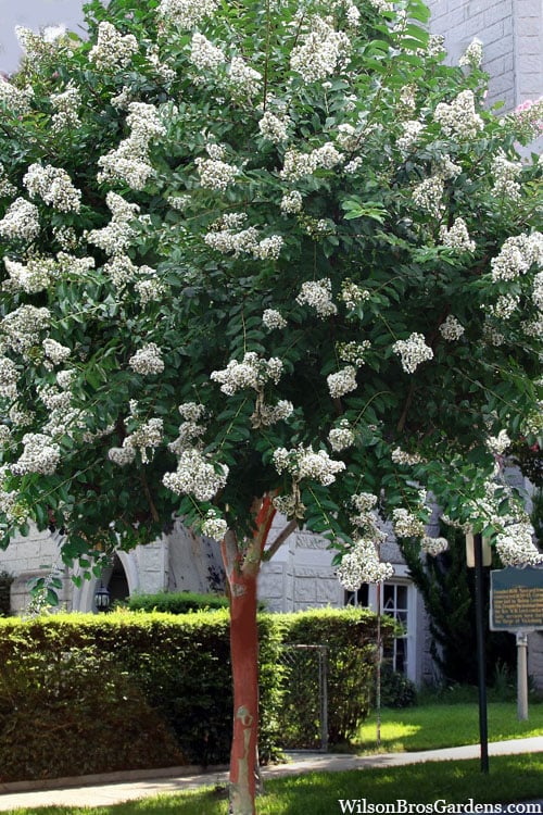  Natchez White Crape Myrtle Tree (Single Trunk) - 5 Gallon Pot