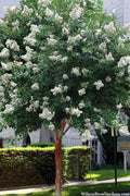  Natchez White Crape Myrtle Tree (Single Trunk) - 5 Gallon Pot