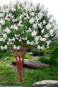  Natchez White Crape Myrtle - 6 Pack Of 1 Gallon Pots