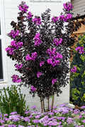  Black Diamond 'Purely Purple' Crape Myrtle - 3 Gallon Pot