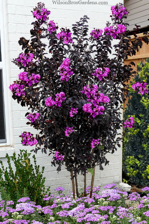  Black Diamond 'Purely Purple' Crape Myrtle Tree (Multi Trunk) - 7 Gallon Pot