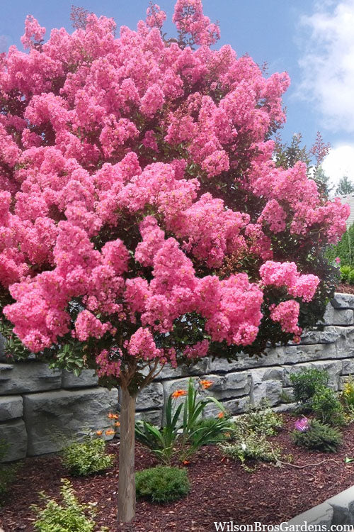  Sioux Pink Crape Myrtle Tree (Single Trunk) - 5 Gallon Pot