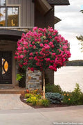  Tonto Red Crape Myrtle - Single Trunk Topiary Tree - 5 Gallon Pot