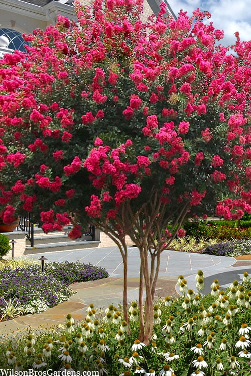  Tuscarora Watermelon Red Crape Myrtle - 1 Gallon Pot