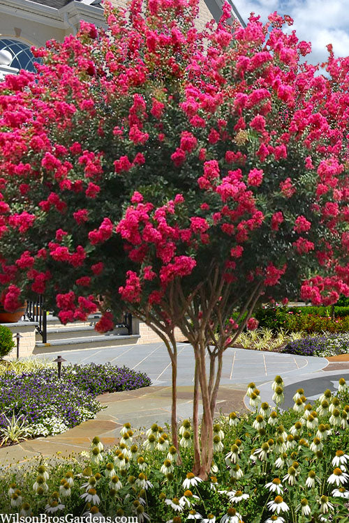  Tuscarora Watermelon Red Crape Myrtle - 6 Pack Of 1 Gallon Pots