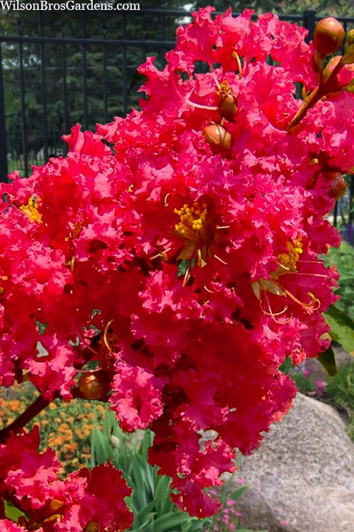  Tuscarora Watermelon Red Crape Myrtle - 1 Gallon Pot
