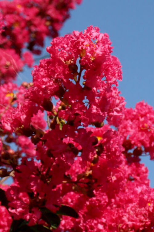  Tuskegee Crape Myrtle - 6 Pack Of 1 Gallon Pots