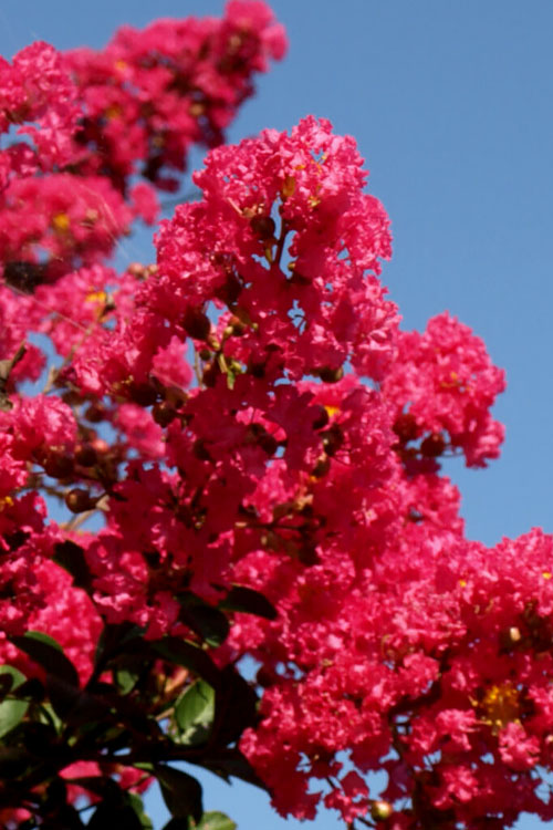  Tuskegee Crape Myrtle - 6 Pack Of 1 Gallon Pots