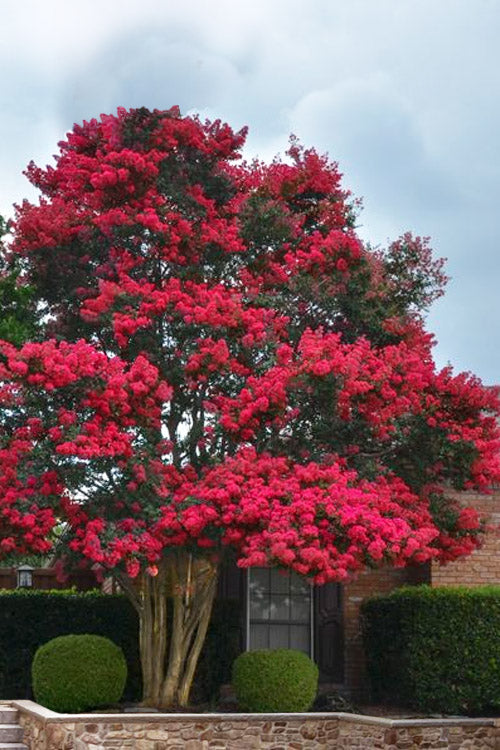  Tuskegee Crape Myrtle - 6 Pack Of 1 Gallon Pots