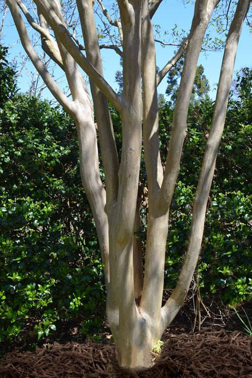  Tuskegee Crape Myrtle - 6 Pack Of 1 Gallon Pots