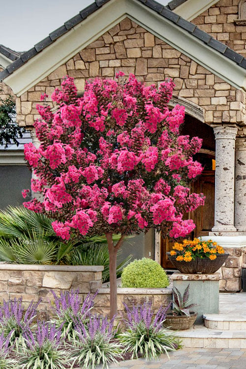  Twilight Magic Crape Myrtle Tree (Single Trunk) - 5 Gallon Pot 