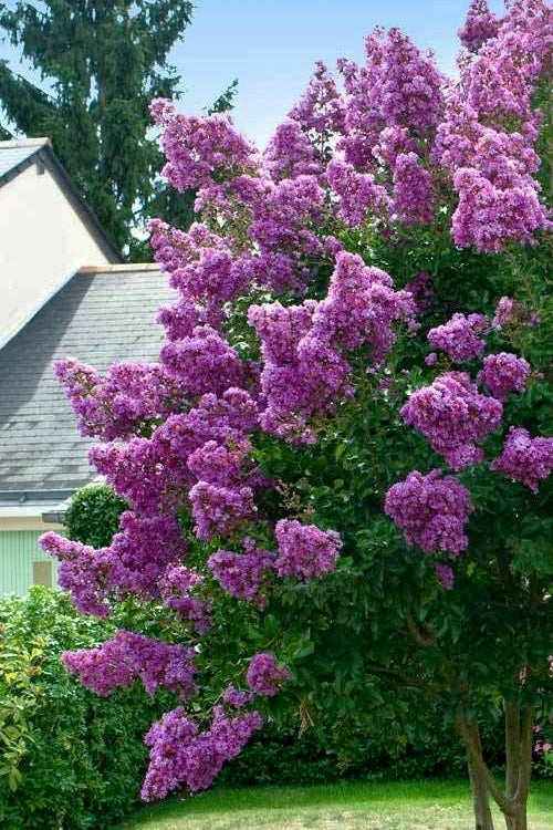  Twilight Purple Crape Myrtle - 5 Gallon Pot