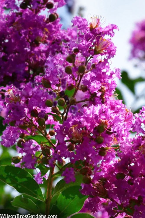  Twilight Purple Crape Myrtle - 7 Gallon Pot (6-7')