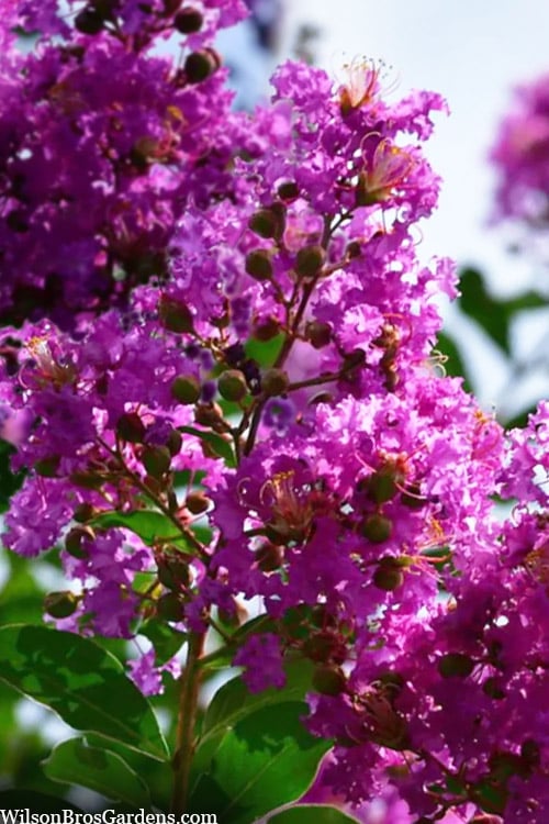  Twilight Purple Crape Myrtle - 7 Gallon Pot (5-6')