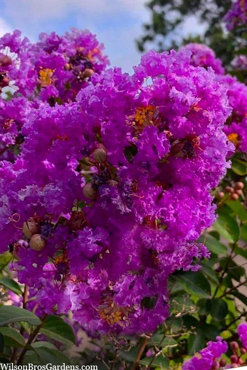  Twilight Purple Crape Myrtle - 1 Gallon Pot