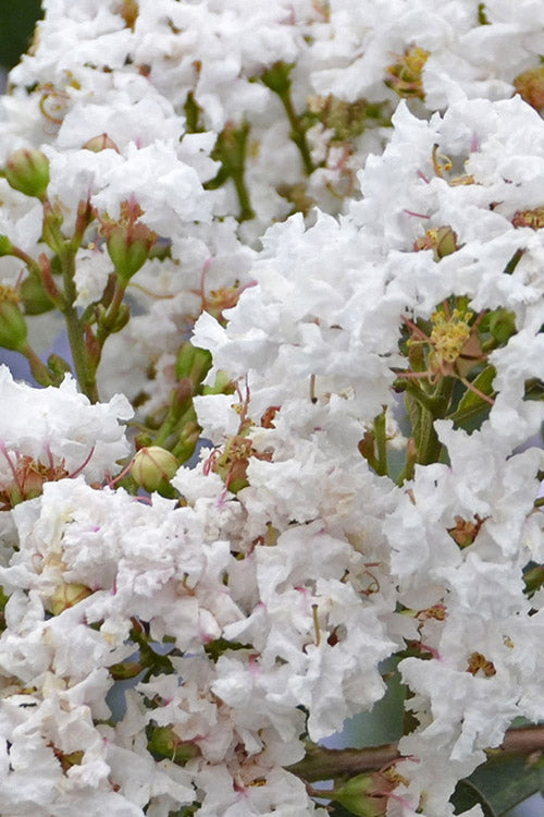  Like A Latte Dwarf Crape Myrtle - 1 Gallon Pot