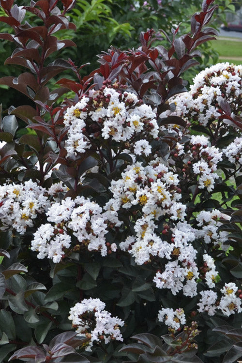 Like A Latte Dwarf Crape Myrtle - 1 Gallon Pot