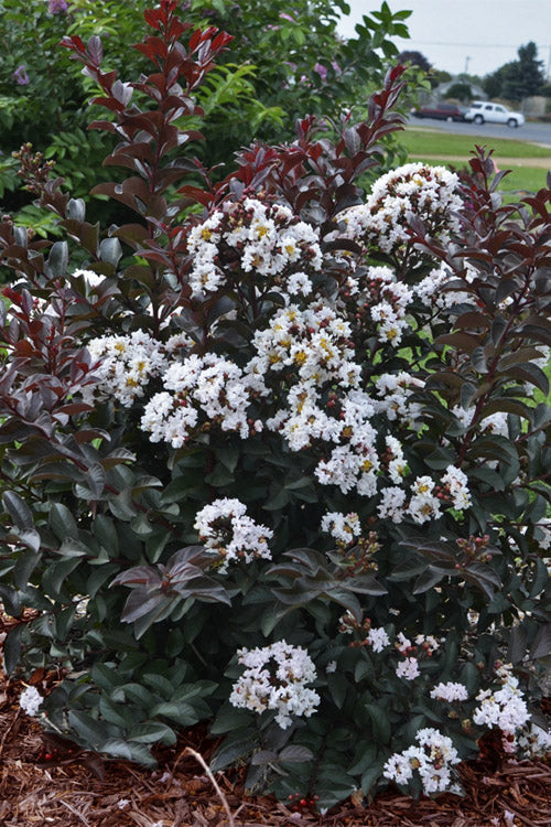  Like A Latte Dwarf Crape Myrtle - 1 Gallon Pot