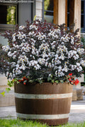  Like A Latte Dwarf Crape Myrtle - 1 Gallon Pot