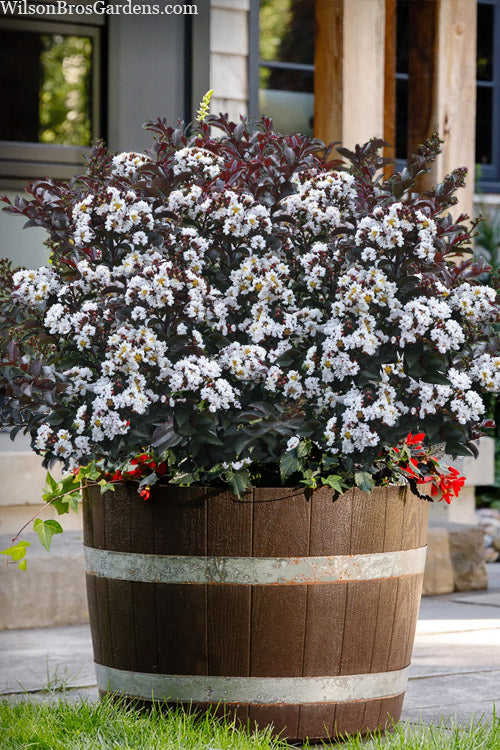  Like A Latte Dwarf Crape Myrtle - 1 Gallon Pot