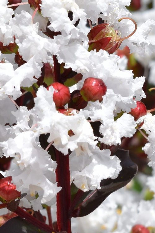  Lunar Magic Crape Myrtle Tree - 1 Gallon Pot