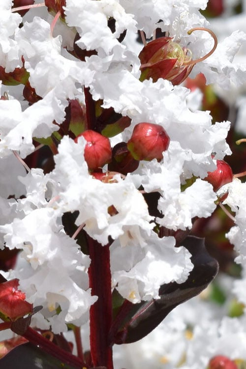  Lunar Magic Crape Myrtle Tree (Multi Trunk) - 3 Gallon Pot