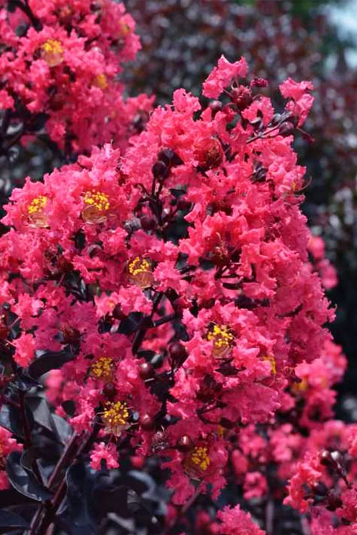  Midnight Magic Crape Myrtle (Multi Trunk) - 1 Gallon Pot