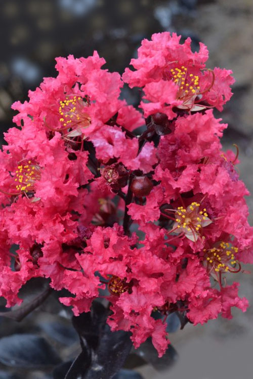  Midnight Magic Crape Myrtle (Multi Trunk) - 1 Gallon Pot