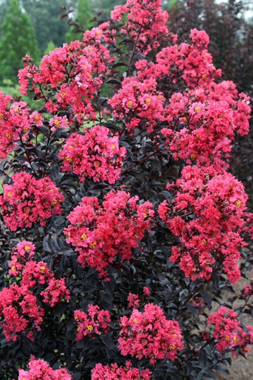  Midnight Magic Crape Myrtle (Multi Trunk) - 1 Gallon Pot