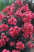  Midnight Magic Crape Myrtle (Multi Trunk) - 1 Gallon Pot