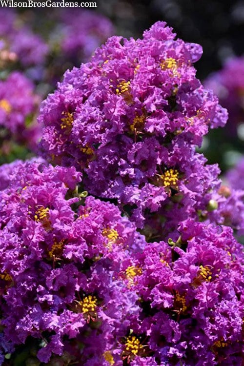  Purple Magic Crape Myrtle Tree (Single Trunk) - 7 Gallon Pot (6-7')