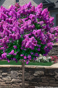  Purple Magic Crape Myrtle Tree (Single Trunk) - 7 Gallon Pot (6-7')