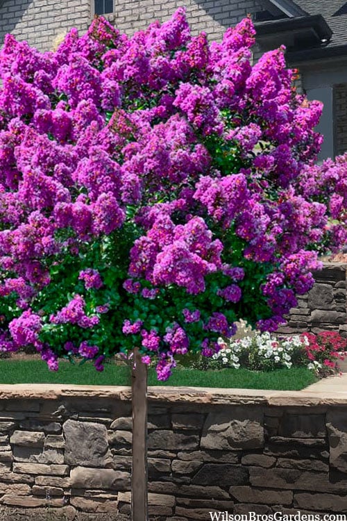  Purple Magic Crape Myrtle Tree (Single Trunk) - 7 Gallon Pot (6-7')