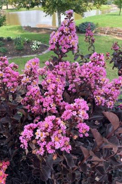  Thunderstruck Lavender-Blast Crape Myrtle Tree - 5 Gallon Pot