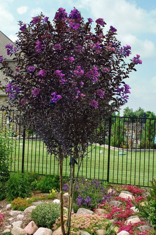  Thunderstruck Lavender-Blast Crape Myrtle Tree - 5 Gallon Pot