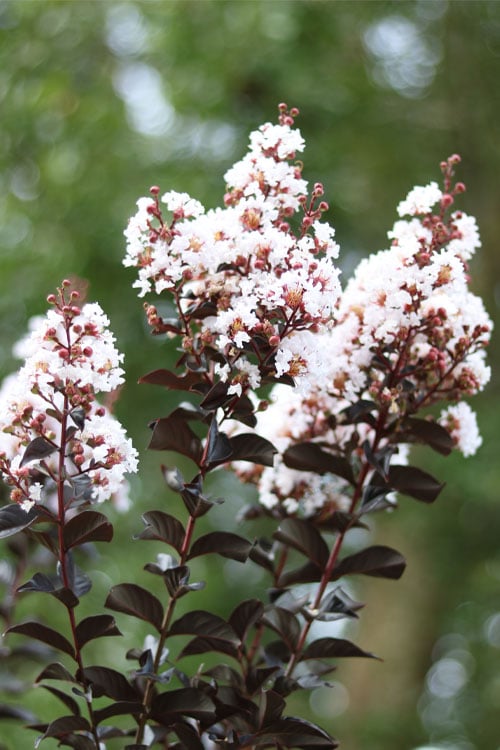  Thunderstruck White Lightning Crape Myrtle - 6 Pack Of 1 Gallon Pots