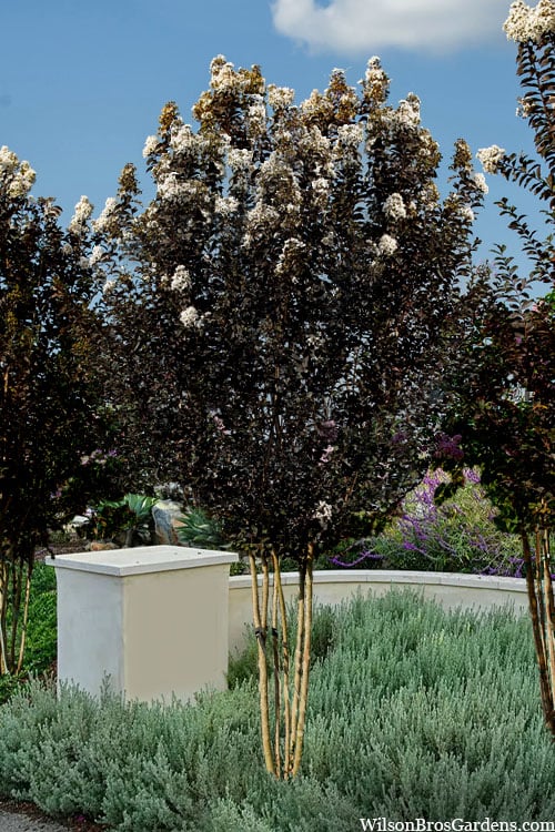  Thunderstruck White Lightning Crape Myrtle - 6 Pack Of 1 Gallon Pots
