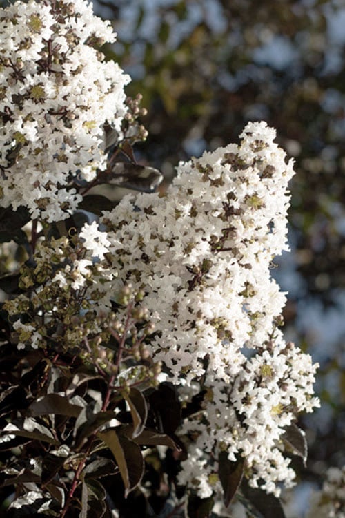  Thunderstruck White Lightning Crape Myrtle - 1 Gallon Pot