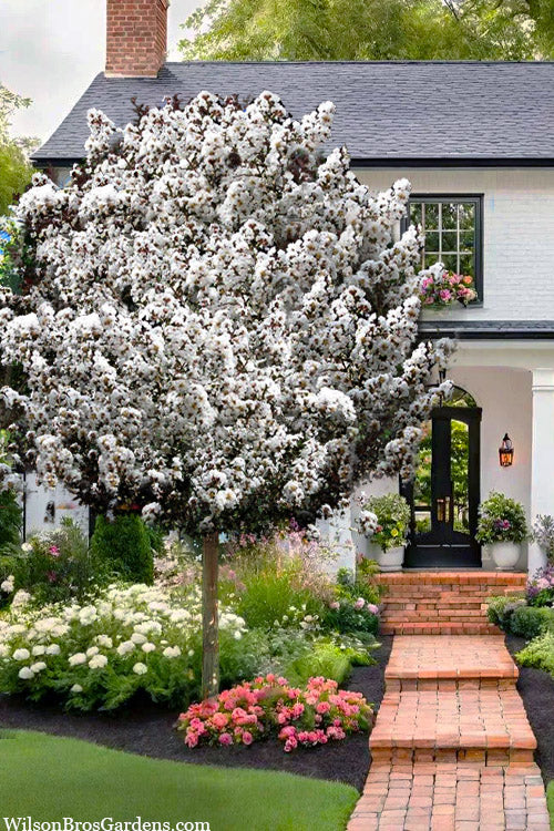  Thunderstruck White Lightning Crape Myrtle Tree (Single Trunk) - 7 Gallon Pot