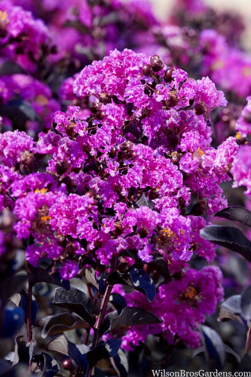  Black Diamond 'Purely Purple' Crape Myrtle Tree (Multi Trunk) - 7 Gallon Pot