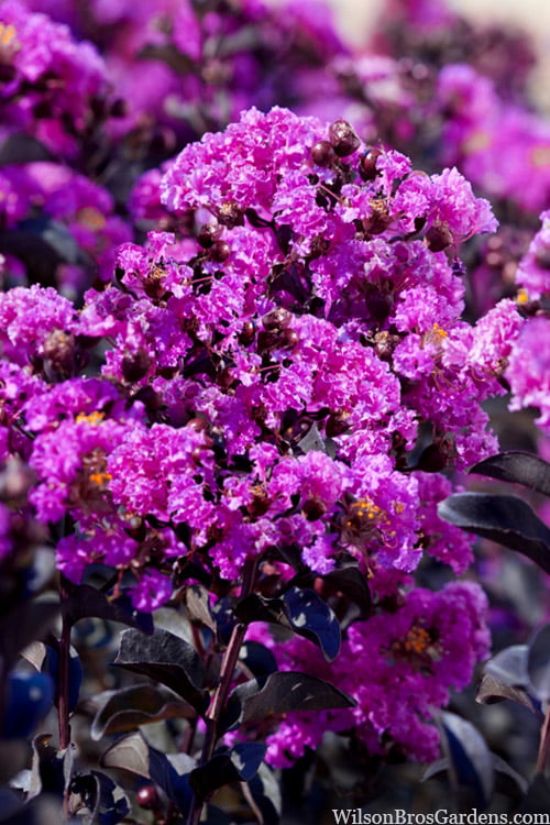 Black Diamond 'Purely Purple' Crape Myrtle - 2 Gallon Pot