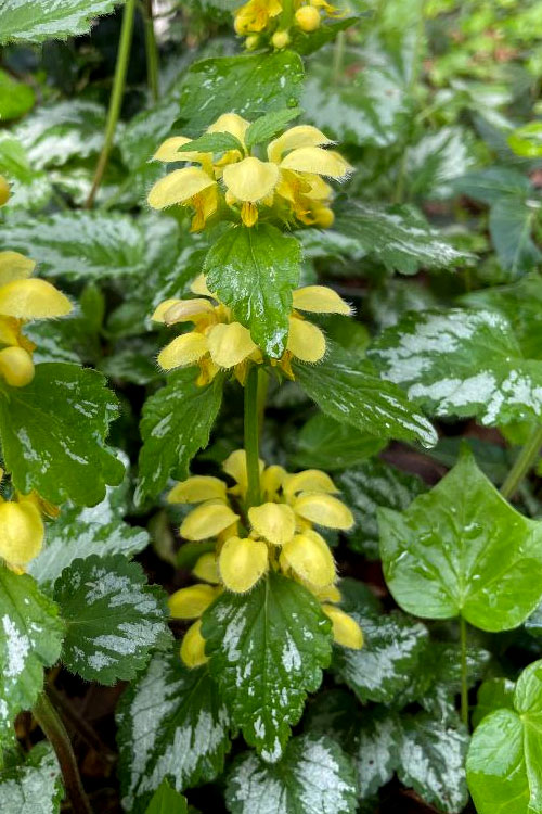  Yellow Archangel (Lamiastrum Galeobdolon) - 5 Pack Of Quart Pots
