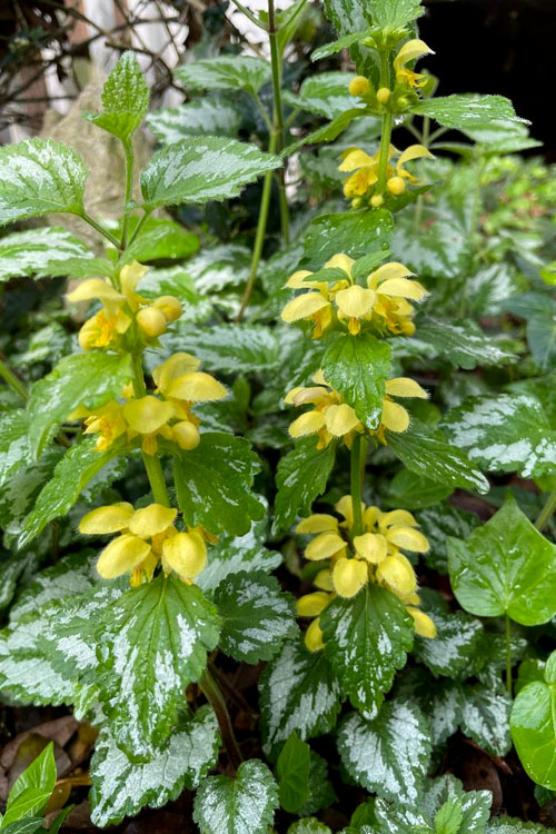  Yellow Archangel (Lamiastrum Galeobdolon) - 10 Pack Of Quart Pots