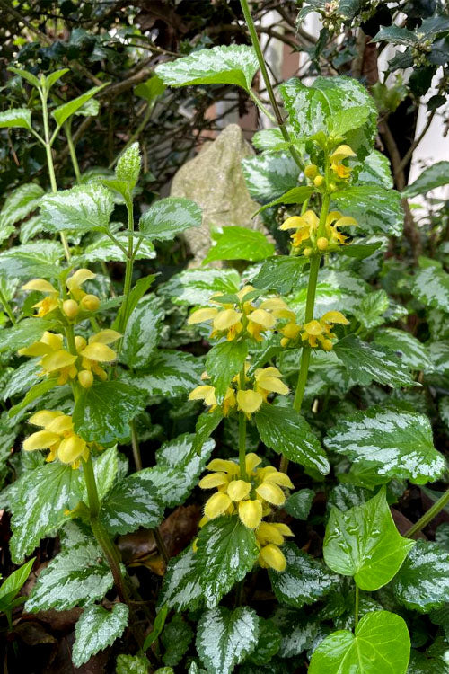  Yellow Archangel (Lamiastrum Galeobdolon) - 5 Pack Of Quart Pots