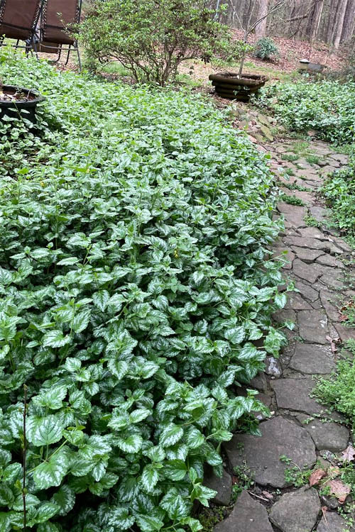  Yellow Archangel (Lamiastrum Galeobdolon) - 10 Pack Of Quart Pots