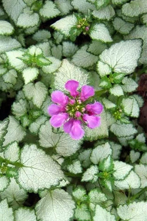  Red Nancy Lamium - 5 Pack Of Pint Pots
