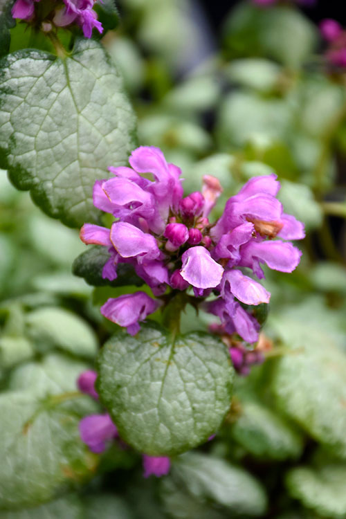  Red Nancy Lamium - 5 Pack Of Pint Pots