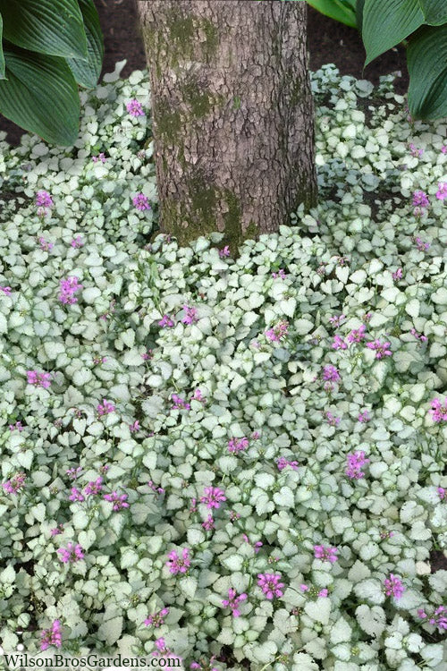  Red Nancy Lamium - 5 Pack Of Pint Pots