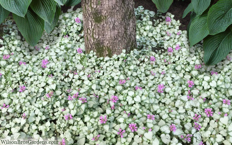 Red Nancy Lamium - 5 Pack Of Pint Pots