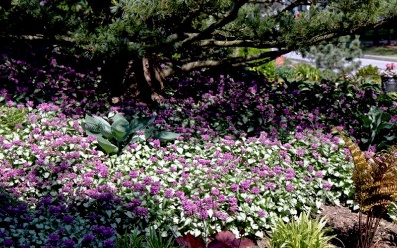  Red Nancy Lamium - 5 Pack Of Pint Pots